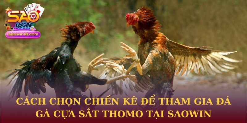 Cách chọn chiến kê để tham gia Đá gà cựa sắt thomo tại Saowin