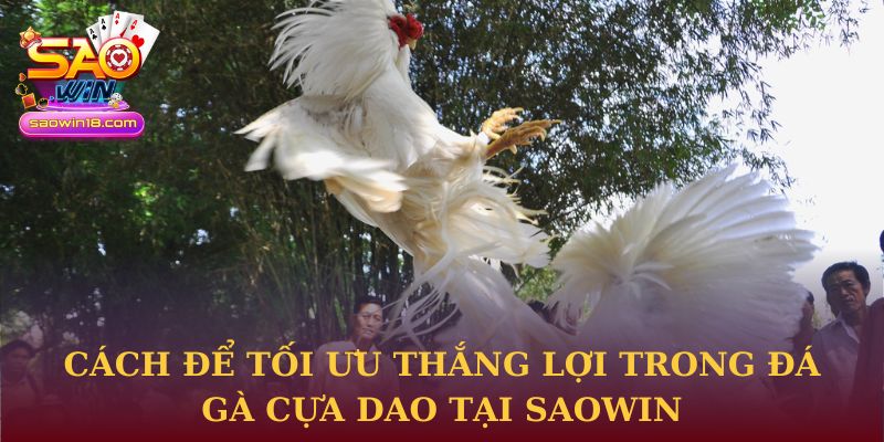 Cách để tối ưu thắng lợi trong đá gà cựa dao tại Saowin
