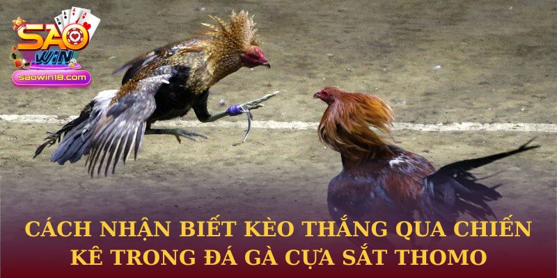 Cách nhận biết kèo thắng qua chiến kê trong Đá gà cựa sắt thomo tại Saowin