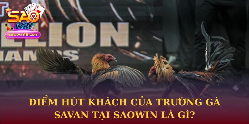 Điểm hút khách của trường gà Savan tại Saowin là gì?