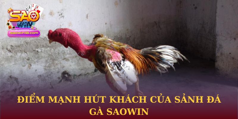 Điểm mạnh hút khách của sảnh đá gà Saowin