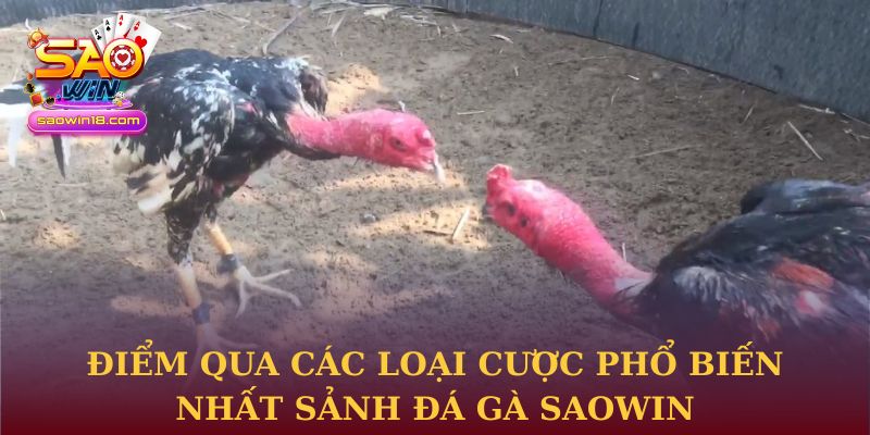 Điểm qua các loại cược phổ biến nhất sảnh đá gà Saowin