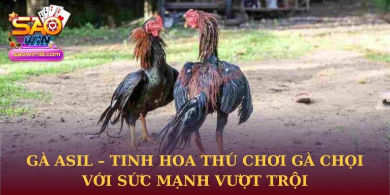 Gà Asil
