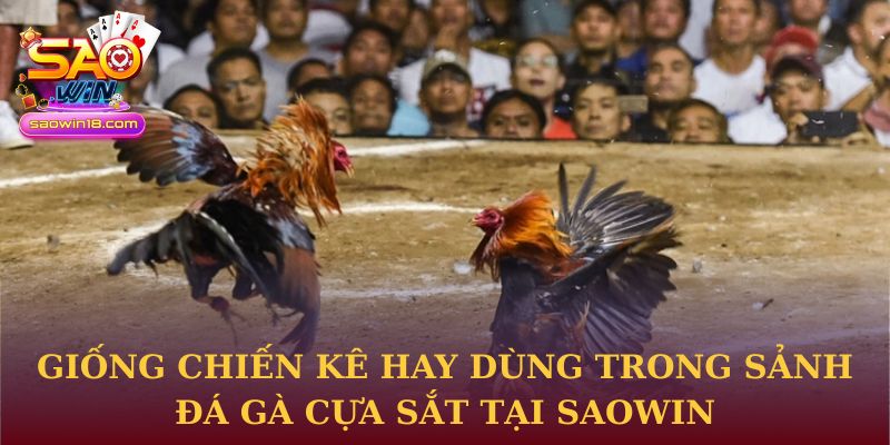 Giống chiến kê hay dùng trong sảnh đá gà cựa sắt tại Saowin 