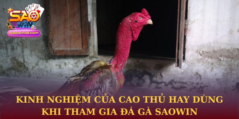 Kinh nghiệm của cao thủ hay dùng khi tham gia đá gà Saowin