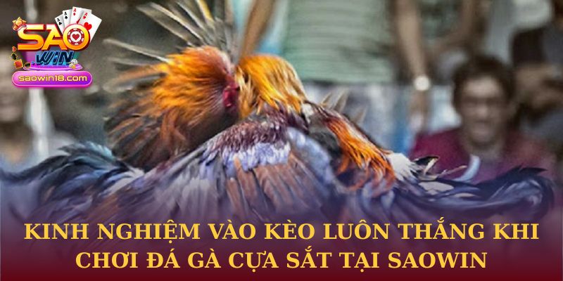 Kinh nghiệm vào kèo luôn thắng khi chơi đá gà cựa sắt tại Saowin