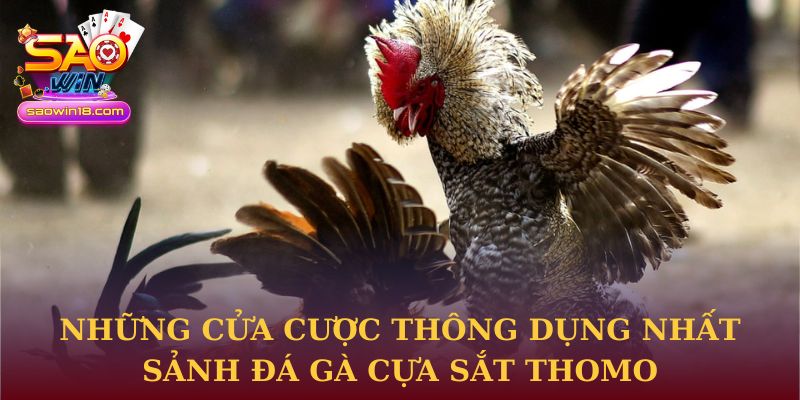 Những cửa cược thông dụng nhất sảnh Đá gà cựa sắt thomo tại Saowin