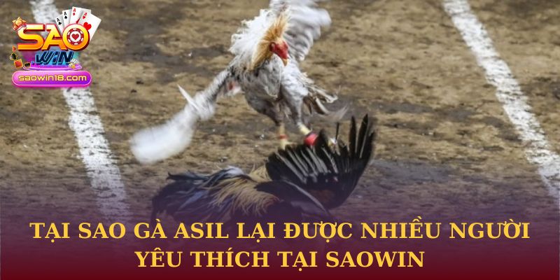 Tại sao Gà Asil lại được nhiều người yêu thích tại Saowin