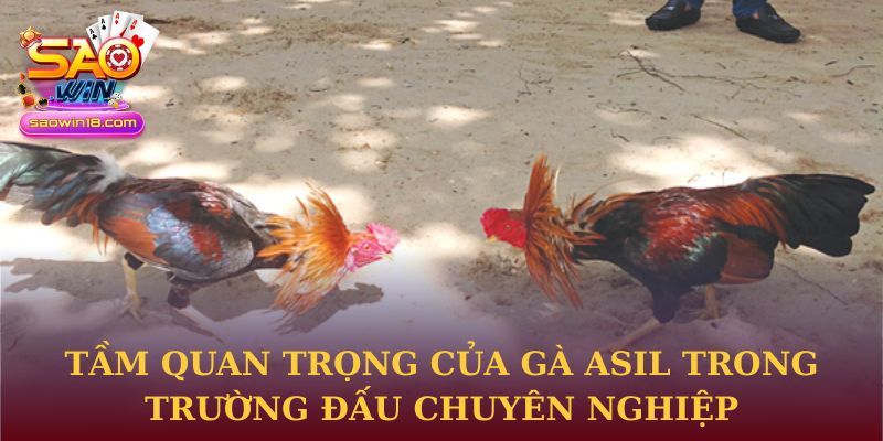 Tầm quan trọng của gà Asil trong trường đấu chuyên nghiệp