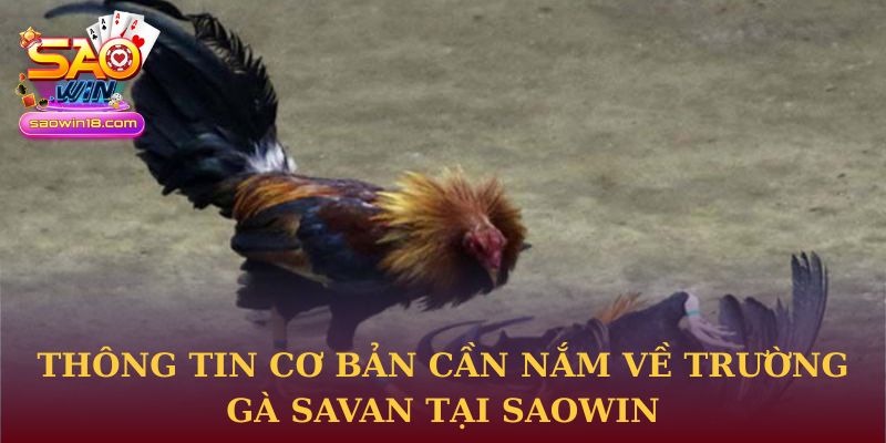 Thông tin cơ bản cần nắm về trường gà Savan tại Saowin