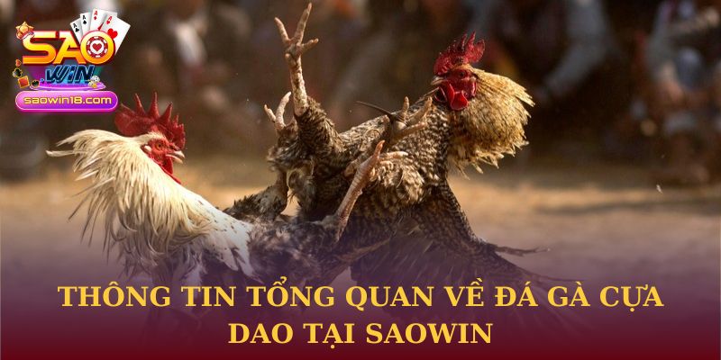 Thông tin tổng quan về đá gà cựa dao tại Saowin