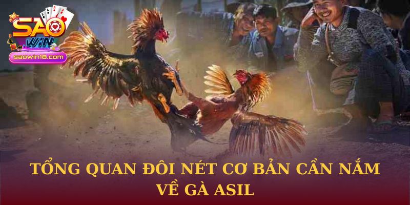 Tổng quan đôi nét cơ bản cần nắm về gà Asil