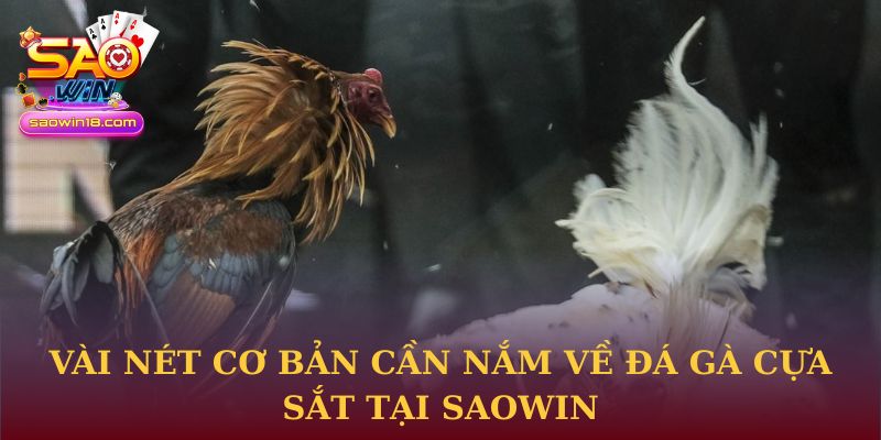 Vài nét cơ bản cần nắm về đá gà cựa sắt tại Saowin