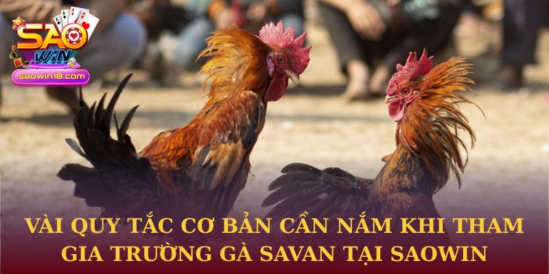 Vài quy tắc cơ bản cần nắm khi tham gia trường gà Savan tại Saowin